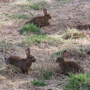 Oryctolagus cuniculus (European Rabbit) at Fyshwick, ACT - 23 Sep 2025 by RodDeb