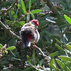 Neochmia temporalis (Red-browed Finch) at Fyshwick, ACT - 23 Sep 2025 by RodDeb