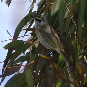 Caligavis chrysops (Yellow-faced Honeyeater) at Fyshwick, ACT - 23 Sep 2025 by RodDeb