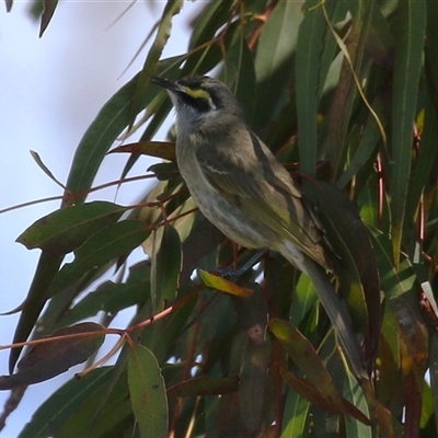 Caligavis chrysops (Yellow-faced Honeyeater) at Fyshwick, ACT - 23 Sep 2025 by RodDeb