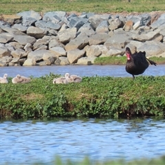 Cygnus atratus (Black Swan) at Fyshwick, ACT - 23 Sep 2025 by RodDeb