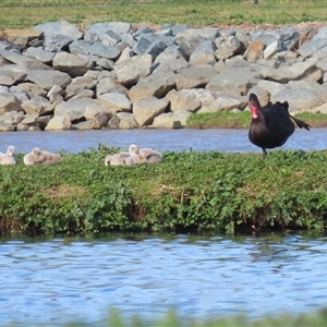 Cygnus atratus (Black Swan) at Fyshwick, ACT - 23 Sep 2025 by RodDeb