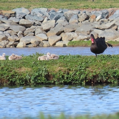 Cygnus atratus (Black Swan) at Fyshwick, ACT - 23 Sep 2025 by RodDeb