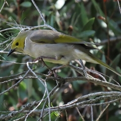 Ptilotula penicillata (White-plumed Honeyeater) at Fyshwick, ACT - 23 Sep 2025 by RodDeb
