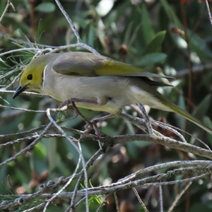 Ptilotula penicillata (White-plumed Honeyeater) at Fyshwick, ACT - 23 Sep 2025 by RodDeb