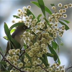Zosterops lateralis (Silvereye) at Fyshwick, ACT - 23 Sep 2025 by RodDeb