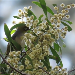 Zosterops lateralis (Silvereye) at Fyshwick, ACT - 23 Sep 2025 by RodDeb
