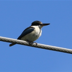 Todiramphus sanctus (Sacred Kingfisher) at Fyshwick, ACT - 23 Sep 2025 by RodDeb