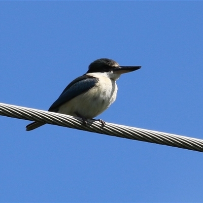 Todiramphus sanctus (Sacred Kingfisher) at Fyshwick, ACT - 23 Sep 2025 by RodDeb