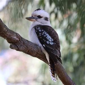 Dacelo novaeguineae (Laughing Kookaburra) at Fyshwick, ACT - 23 Sep 2025 by RodDeb
