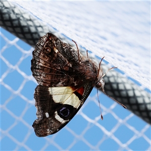 Vanessa itea (Yellow Admiral) at Theodore, ACT - 25 Sep 2025 by ChrisChapman