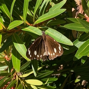 Euploea corinna at Caboolture, QLD - 23 Aug 2025 by ChrisChapman