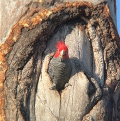 Callocephalon fimbriatum (Gang-gang Cockatoo) at Dickson, ACT - 25 Sep 2025 by Lisa.Jok