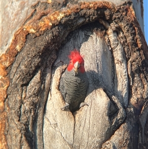 Callocephalon fimbriatum (Gang-gang Cockatoo) at Dickson, ACT - 25 Sep 2025 by Lisa.Jok