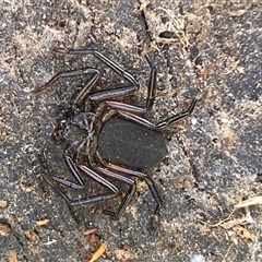Gnaphosidae or Trochanteriidae (families) (Flat spider) at Acton, ACT - 25 Sep 2025 by SteveBorkowskis