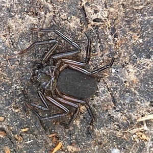 Gnaphosidae or Trochanteriidae (families) (Flat spider) at Acton, ACT - 25 Sep 2025 by SteveBorkowskis