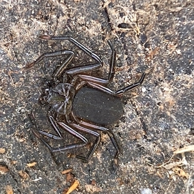 Gnaphosidae or Trochanteriidae (families) (Flat spider) at Acton, ACT - 25 Sep 2025 by SteveBorkowskis