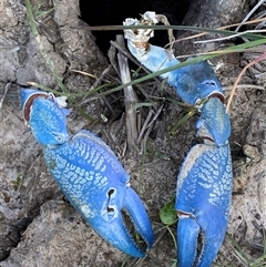 Cherax destructor (Common Yabby) at Mitchell, ACT - 25 Sep 2025 by SteveBorkowskis