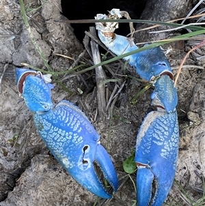 Cherax destructor (Common Yabby) at Mitchell, ACT - 25 Sep 2025 by SteveBorkowskis