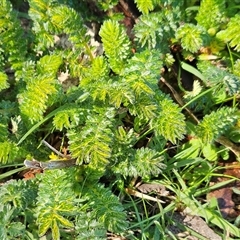 Acaena echinata (Sheeps Burr) at Whitlam, ACT - 23 Sep 2025 by sangio7