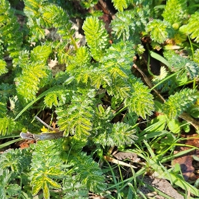 Acaena echinata (Sheeps Burr) at Whitlam, ACT - 23 Sep 2025 by sangio7