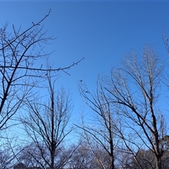 Callocephalon fimbriatum (Gang-gang Cockatoo) at Curtin, ACT - 24 Aug 2025 by shube
