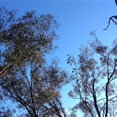 Callocephalon fimbriatum (Gang-gang Cockatoo) at Phillip, ACT - 22 Aug 2025 by shube