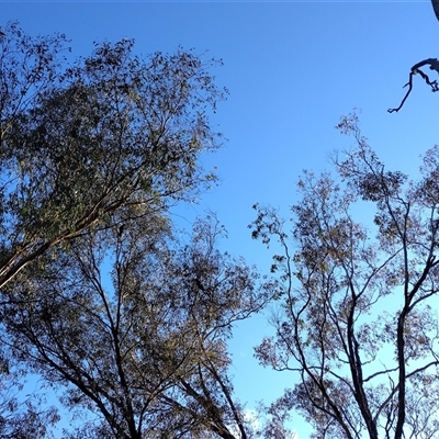 Callocephalon fimbriatum (Gang-gang Cockatoo) at Phillip, ACT - 22 Aug 2025 by shube