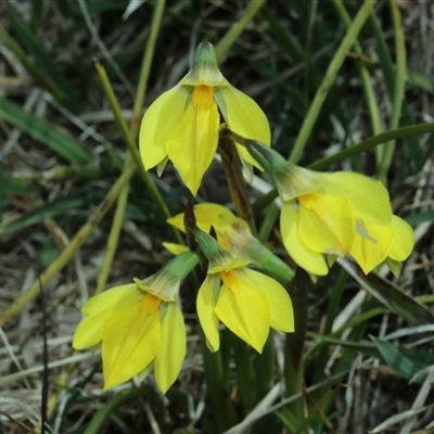 Diuris subalpina (Small Snake Orchid) at  - suppressed by Csteele4