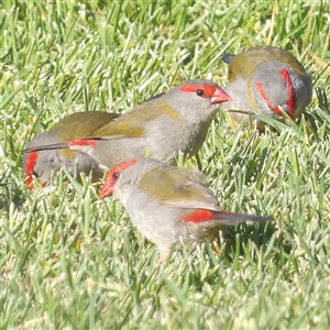 Neochmia temporalis (Red-browed Finch) at Braidwood, NSW - 25 Sep 2025 by MatthewFrawley