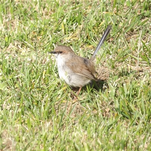 Malurus cyaneus (Superb Fairywren) at Braidwood, NSW - 25 Sep 2025 by MatthewFrawley