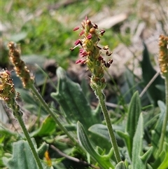 Plantago varia (Native Plaintain) at Whitlam, ACT - 23 Sep 2025 by sangio7