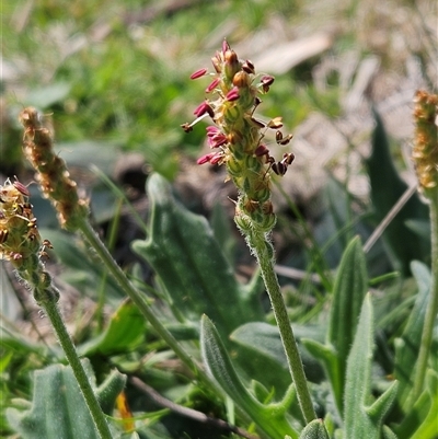 Plantago varia (Native Plaintain) at Whitlam, ACT - 23 Sep 2025 by sangio7