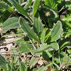 Plantago varia at Whitlam, ACT - 23 Sep 2025 12:27 PM
