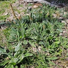 Plantago varia at Whitlam, ACT - 23 Sep 2025 12:27 PM