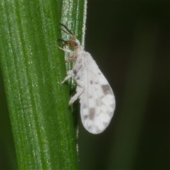 Heteroconis ornata (a dusty lacewing) at Freshwater Creek, VIC - 25 Sep 2025 by WendyEM