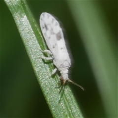 Heteroconis ornata at Freshwater Creek, VIC - 25 Sep 2025 05:19 PM