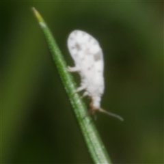 Heteroconis ornata at Freshwater Creek, VIC - 25 Sep 2025 05:19 PM