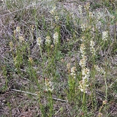Stackhousia monogyna (Creamy Candles) at Belconnen, ACT - 23 Sep 2025 by sangio7
