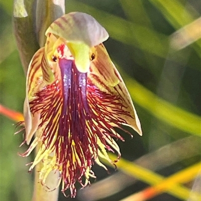 Calochilus campestris (Copper Beard Orchid) at Ulladulla, NSW - 25 Sep 2025 by Clarel
