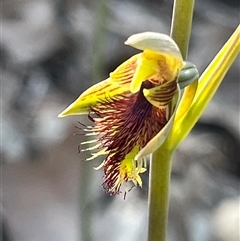 Calochilus campestris at Ulladulla, NSW - suppressed