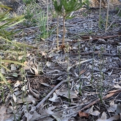 Calochilus campestris at Ulladulla, NSW - suppressed
