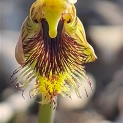 Calochilus campestris at Ulladulla, NSW - suppressed