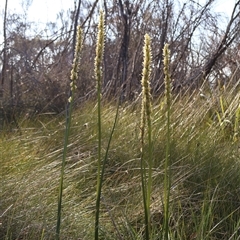 Prasophyllum elatum (Tall Leek Orchid) at Ulladulla, NSW - 25 Sep 2025 by Clarel