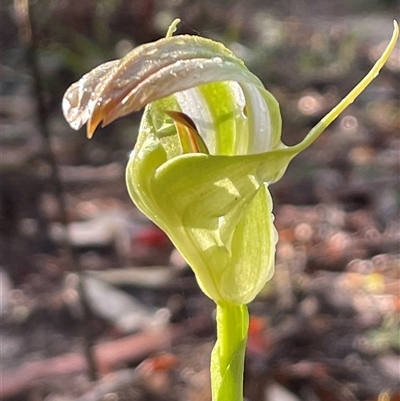 Pterostylis baptistii (King Greenhood) at Narrawallee, NSW - 25 Sep 2025 by Clarel