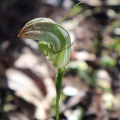 Pterostylis baptistii at Narrawallee, NSW - suppressed