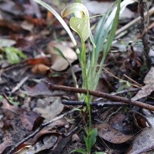 Pterostylis baptistii at Narrawallee, NSW - suppressed