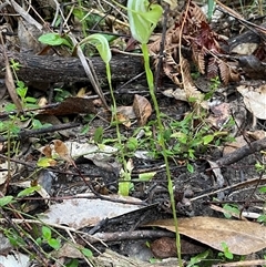 Pterostylis baptistii at Narrawallee, NSW - suppressed