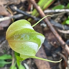 Pterostylis baptistii at Narrawallee, NSW - suppressed