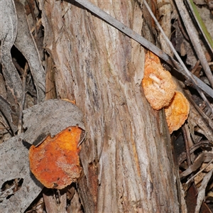 Trametes coccinea (Scarlet Bracket) at Gherang, VIC - 5 Sep 2025 by WendyEM